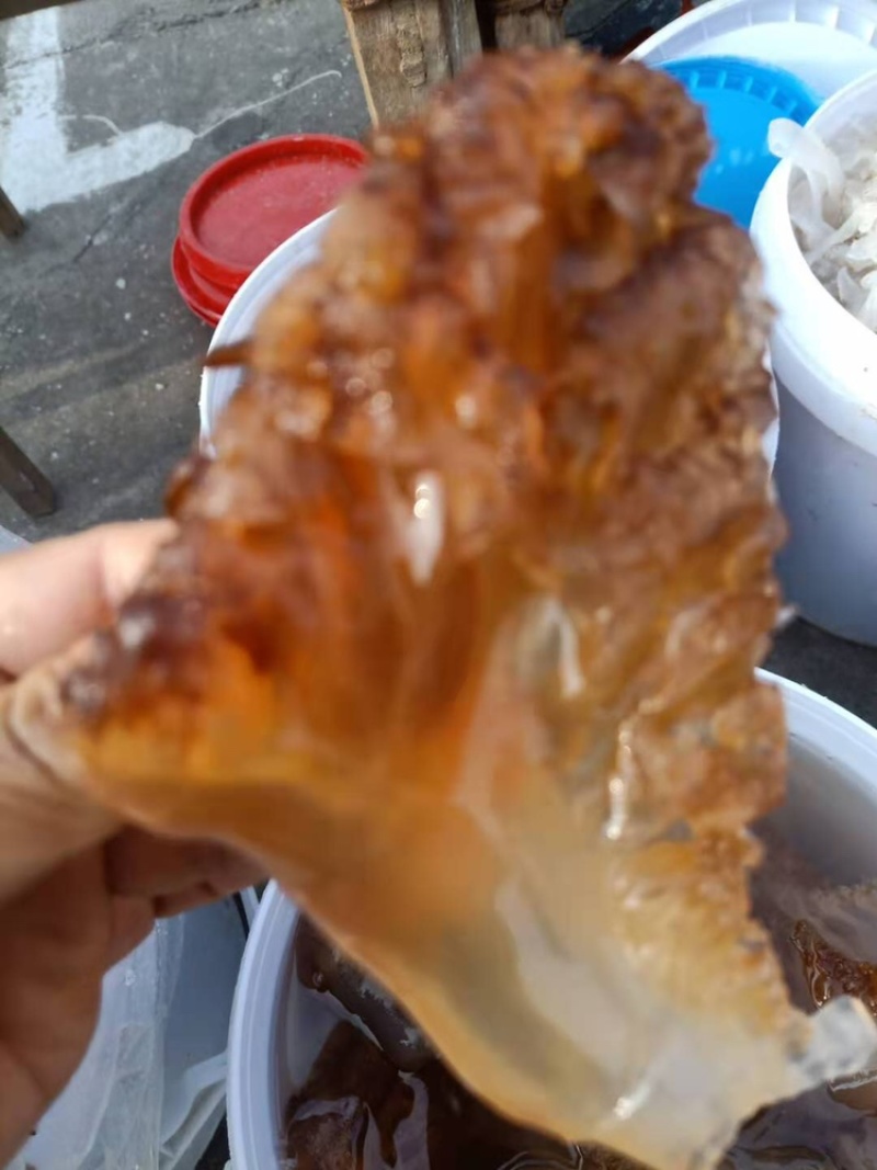 三角海蜇长年有货产地直销一手货源一件代发