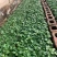 红玫瑰苗卡罗拉500棵花卉盆景全年长期有货批