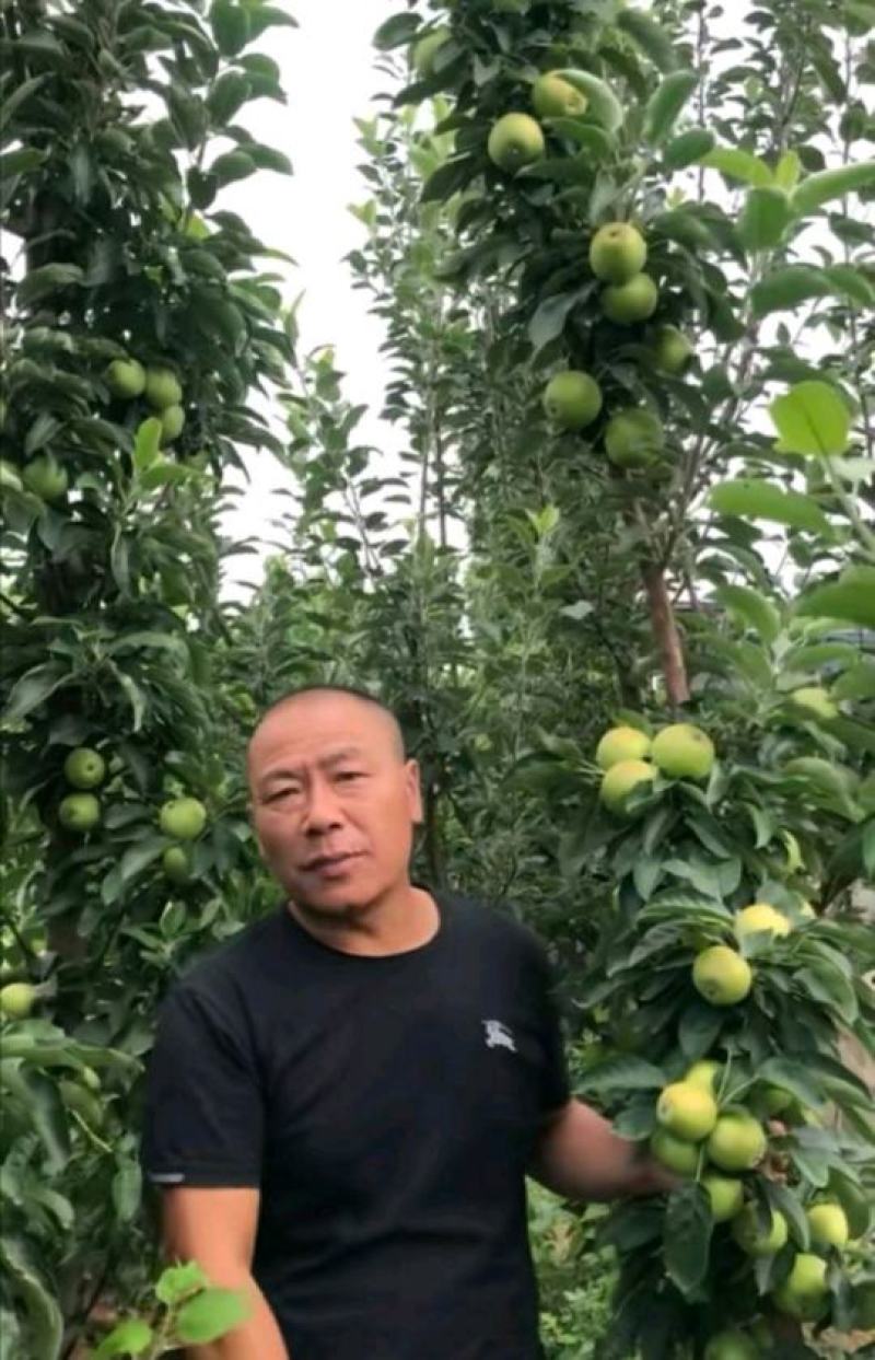 沂蒙早酥红梨香梨等柱状梨品种高产稳产卖疯了包邮
