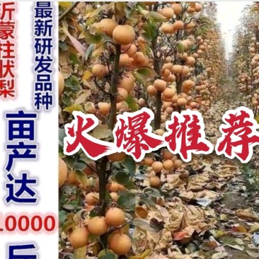 沂蒙早酥红梨香梨等柱状梨品种高产稳产卖疯了包邮