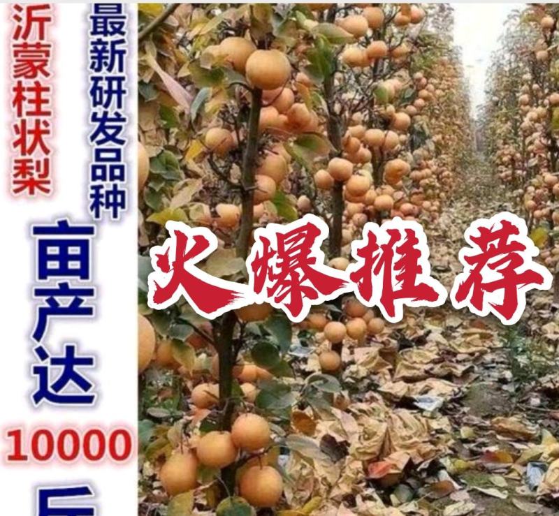沂蒙早酥红梨香梨等柱状梨品种高产稳产卖疯了包邮