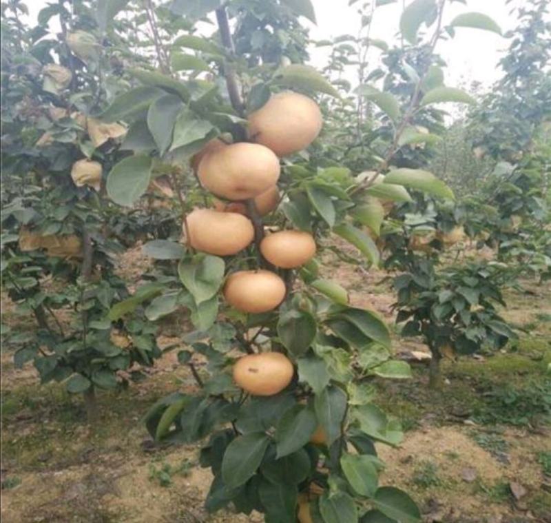 沂蒙早酥红梨香梨等柱状梨品种高产稳产卖疯了包邮