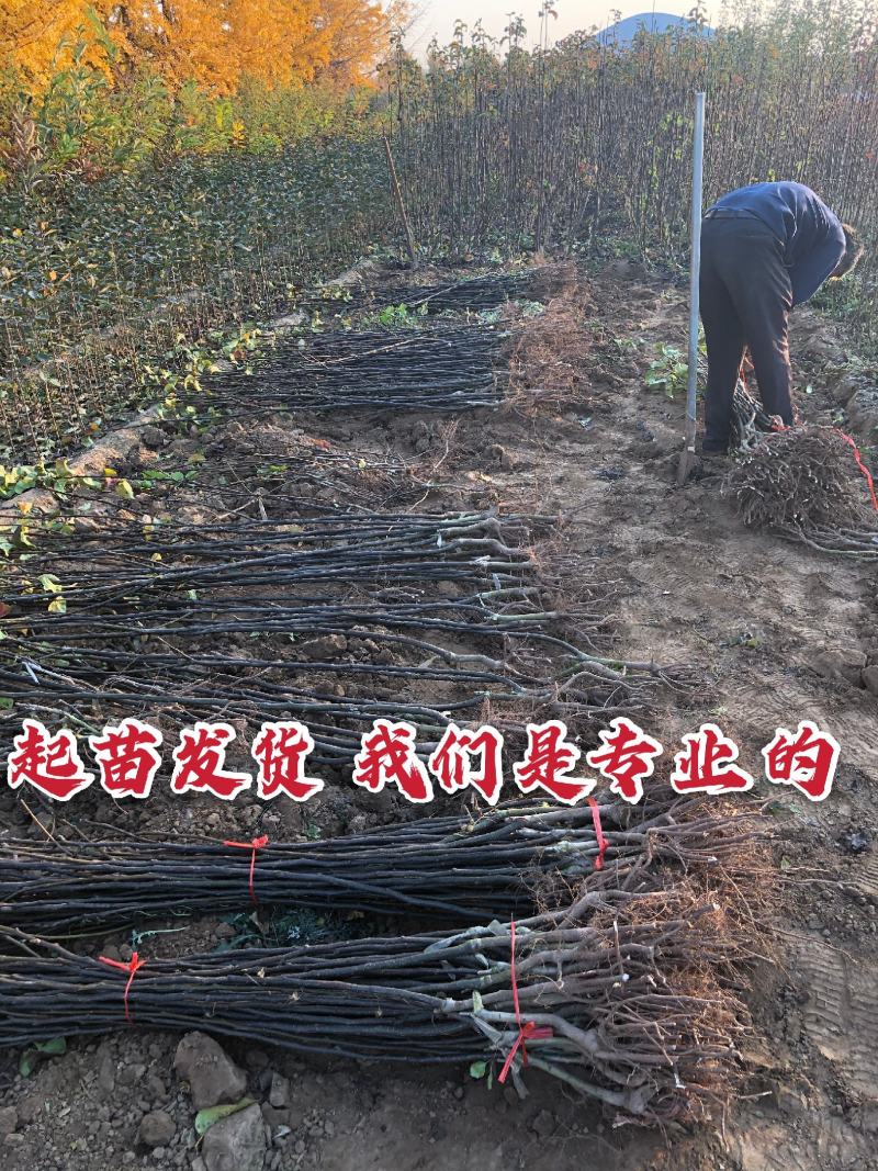 沂蒙早酥红梨香梨等柱状梨品种高产稳产卖疯了包邮