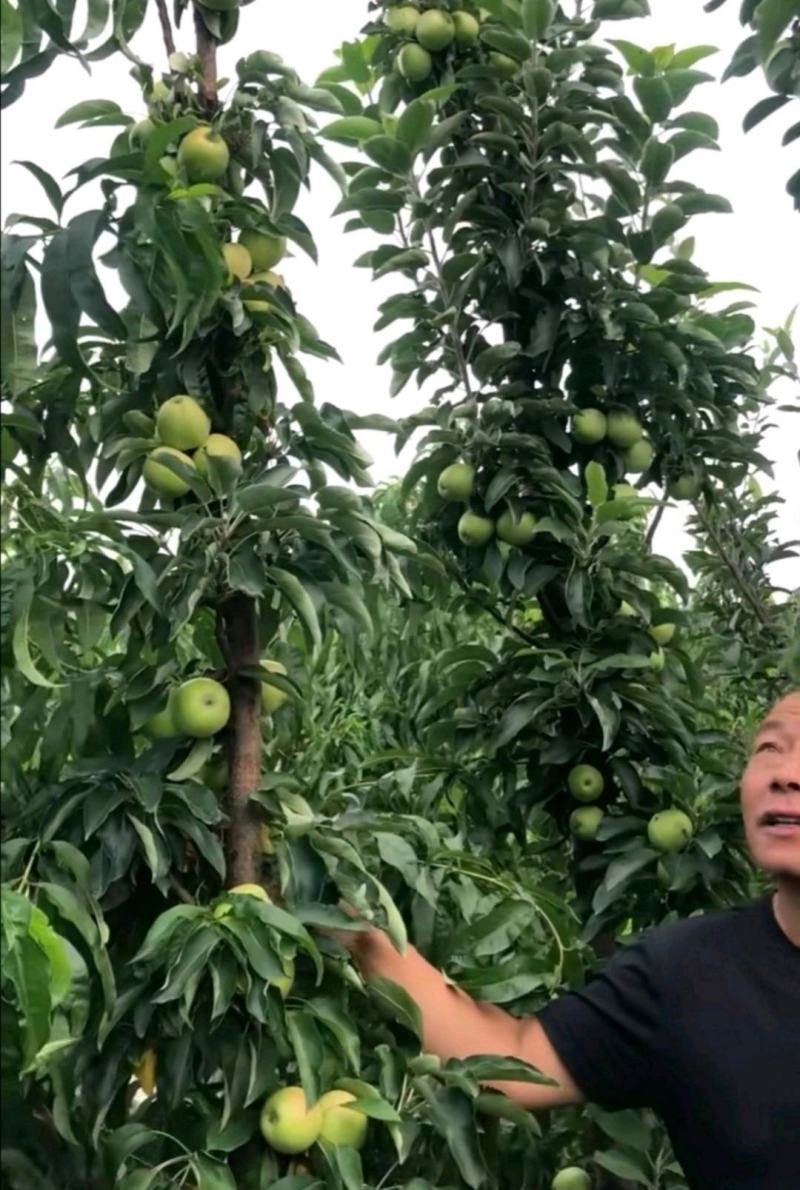 沂蒙早酥红梨香梨等柱状梨品种高产稳产卖疯了包邮