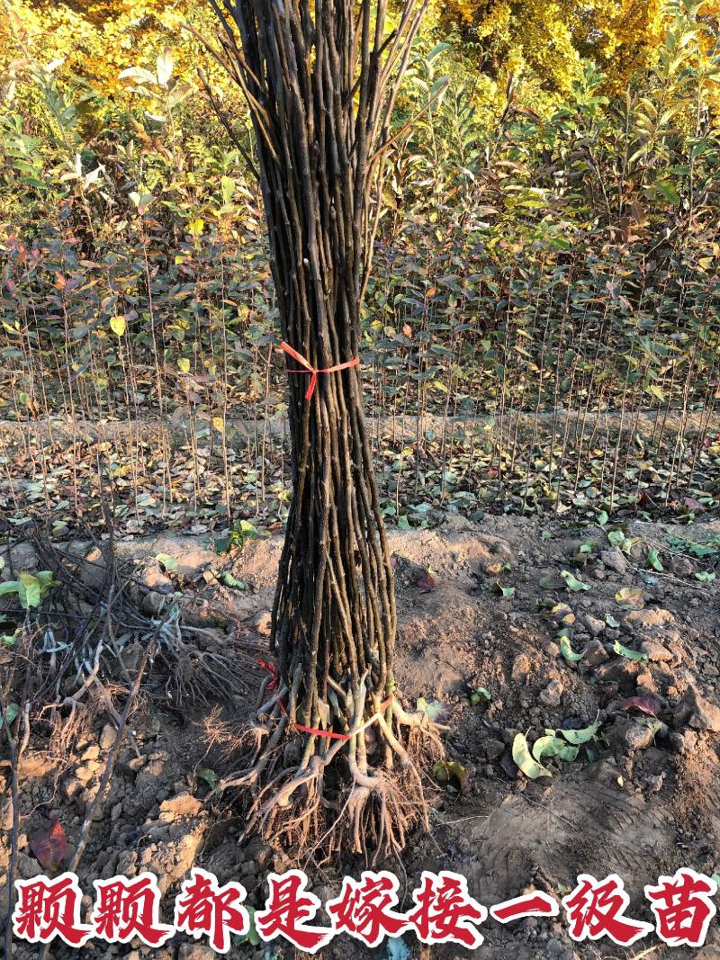 沂蒙早酥红梨香梨等柱状梨品种高产稳产卖疯了包邮