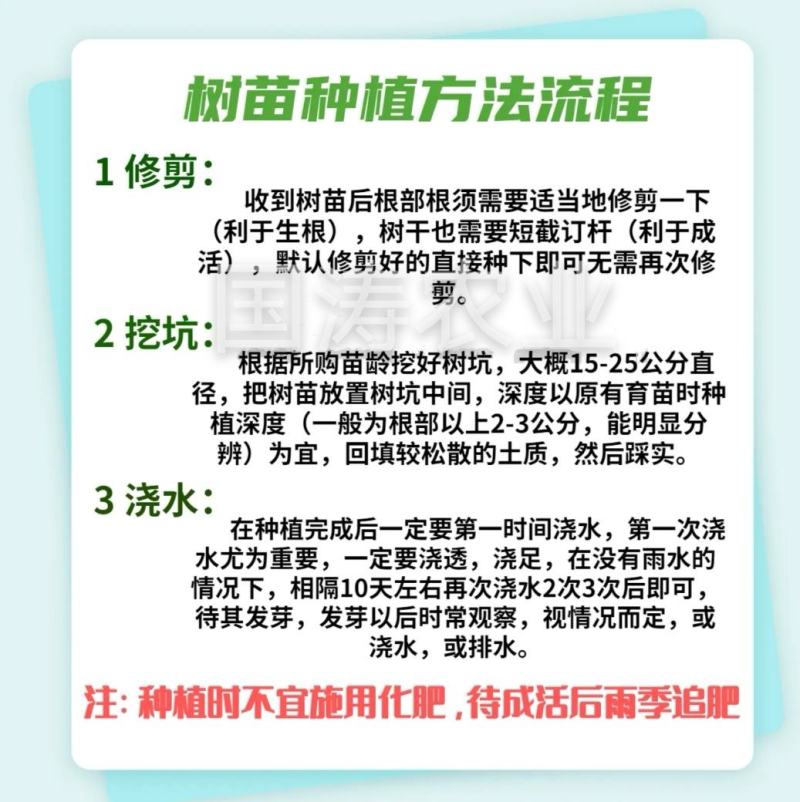 【爆款】无核黄桃苗自然无核当年挂果包邮发货