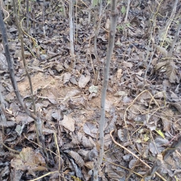 核桃苗，核桃树苗核桃树大核桃树苗占地核桃树苗