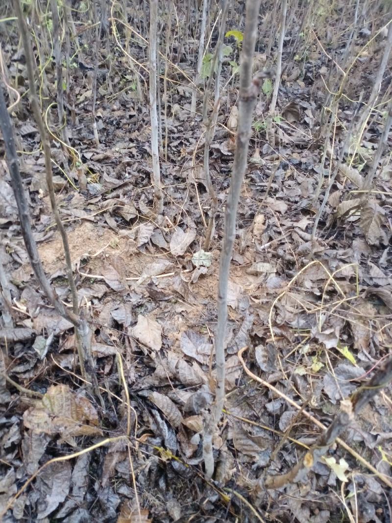 核桃苗，核桃树苗核桃树大核桃树苗占地核桃树苗