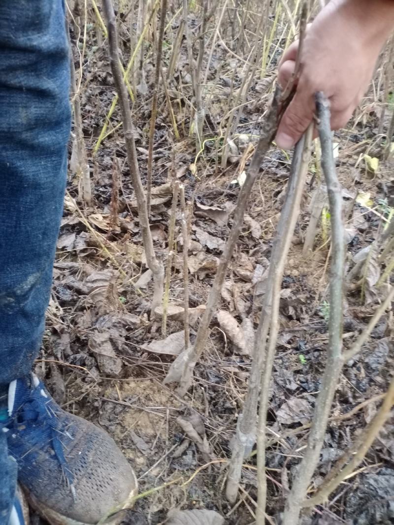 核桃苗，核桃树苗核桃树大核桃树苗占地核桃树苗