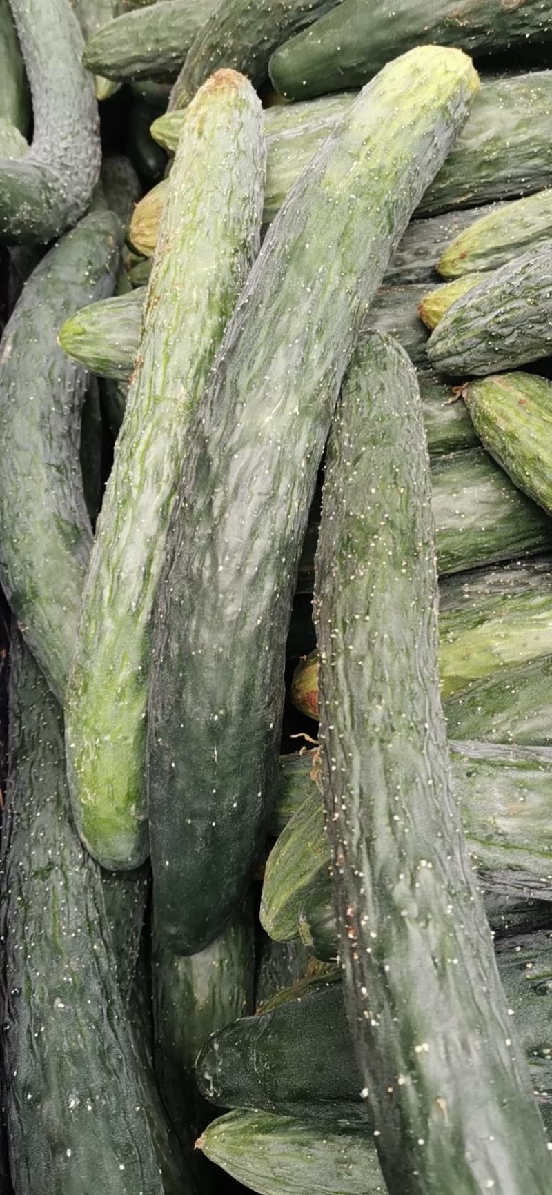 现在有大量黄瓜上市了。有需要的朋友可以联系我