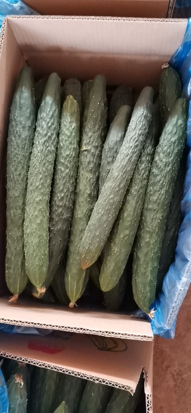 现在有大量黄瓜上市了。有需要的朋友可以联系我