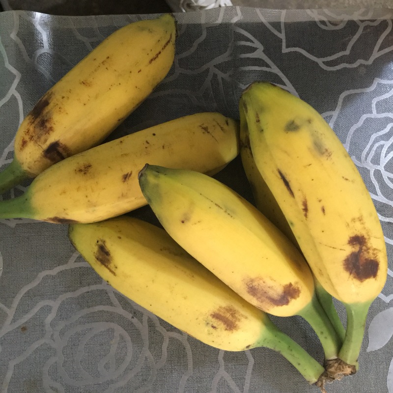 牛蕉牛角蕉大芭蕉土芭蕉酸奶蕉香蕉应季水果整箱
