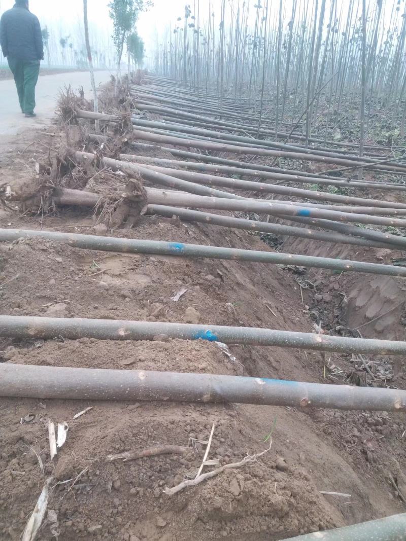 泡桐苗4公分3公分5公分左右泡桐树苗绿化工程可用苗