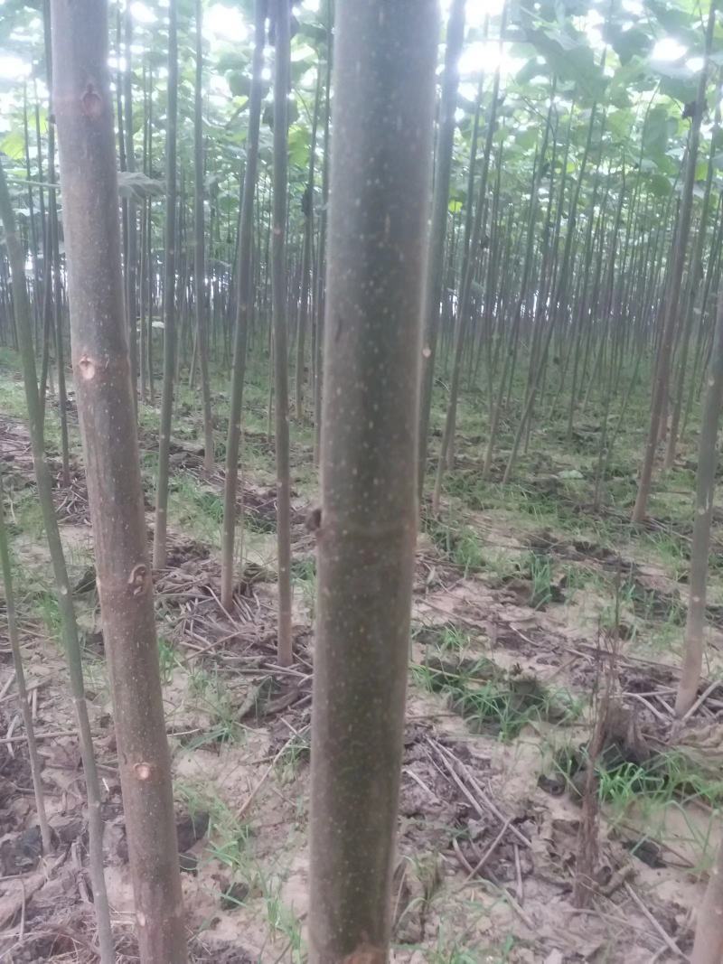 泡桐苗4公分3公分5公分左右泡桐树苗绿化工程可用苗