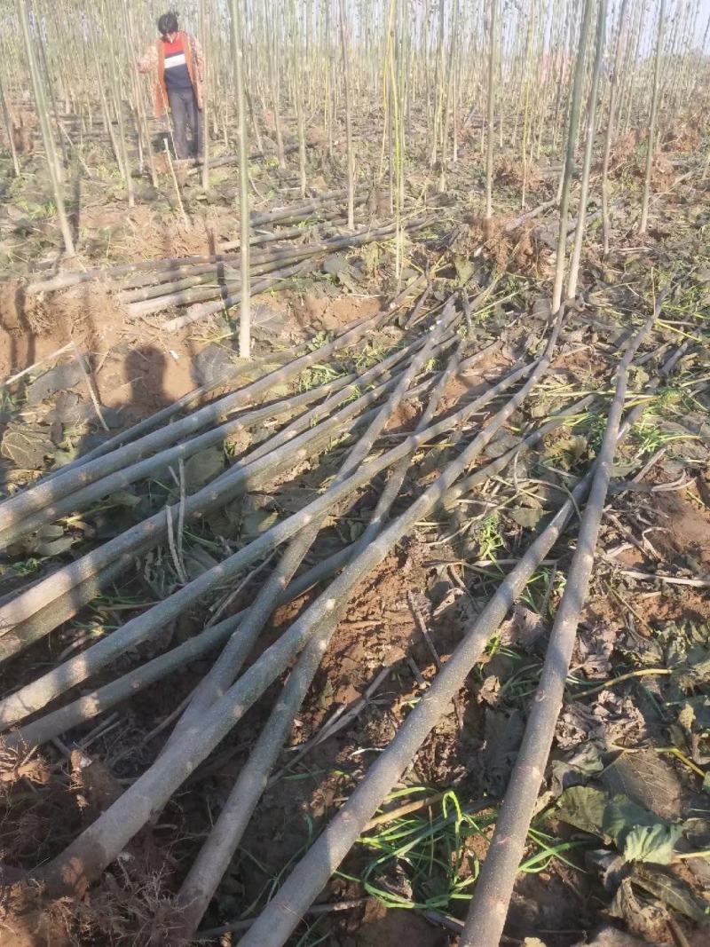 泡桐苗4公分3公分5公分左右泡桐树苗绿化工程可用苗