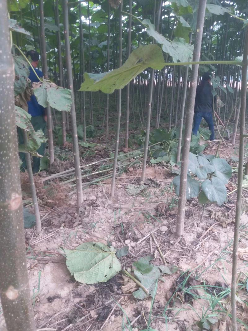 泡桐苗4公分3公分5公分左右泡桐树苗绿化工程可用苗