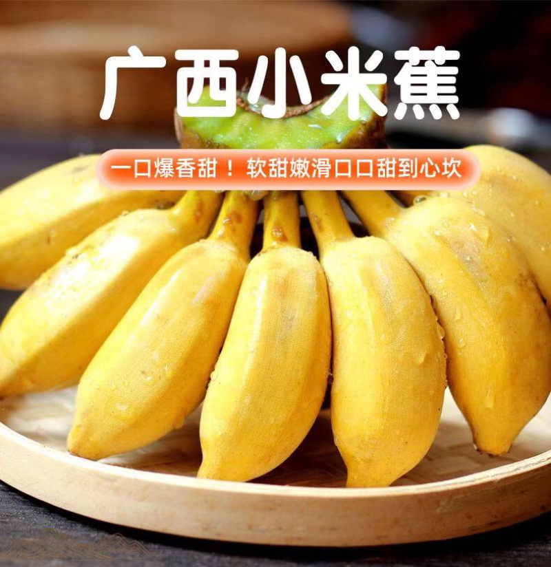 广西小米蕉新鲜香蕉当季水果小芭蕉苹果蕉粉蕉现摘现发包邮