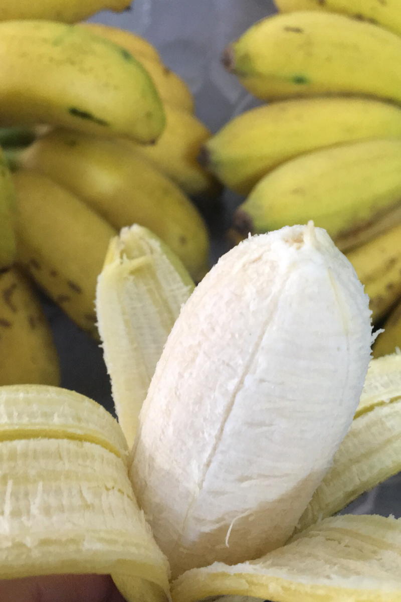 广西小米蕉新鲜香蕉当季水果小芭蕉苹果蕉粉蕉现摘现发包邮