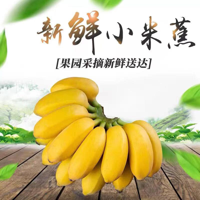 广西小米蕉新鲜香蕉当季水果小芭蕉苹果蕉粉蕉现摘现发包邮