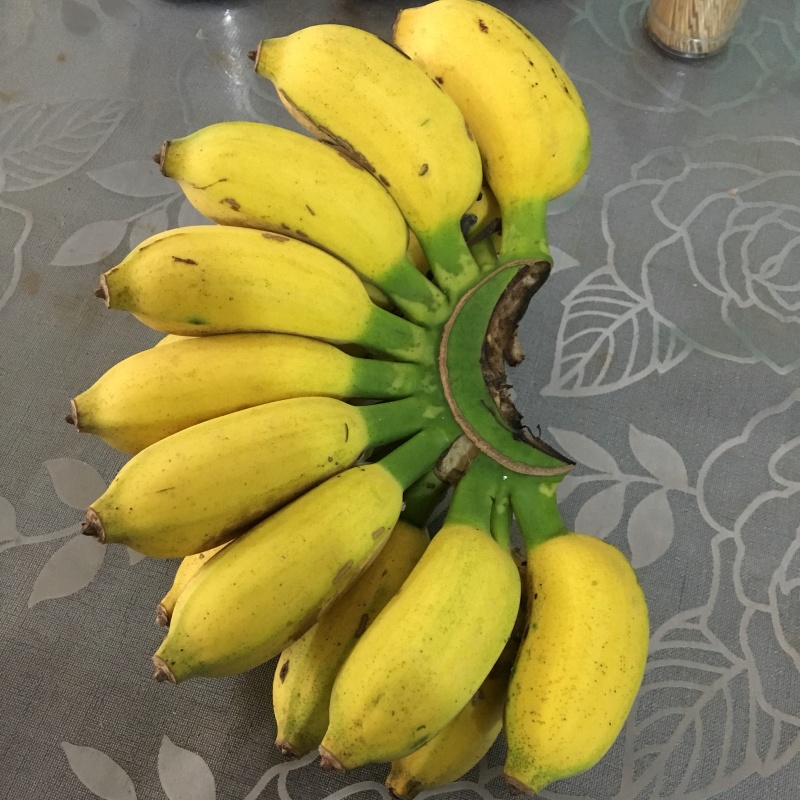 广西小米蕉新鲜香蕉当季水果小芭蕉苹果蕉粉蕉现摘现发包邮