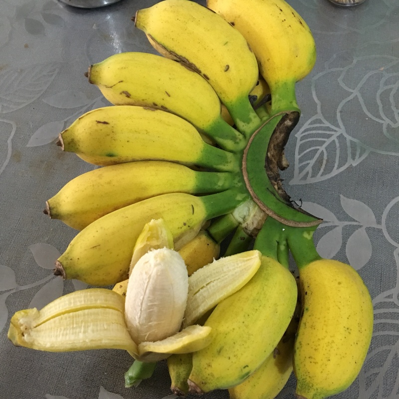 广西小米蕉新鲜香蕉当季水果小芭蕉苹果蕉粉蕉现摘现发包邮