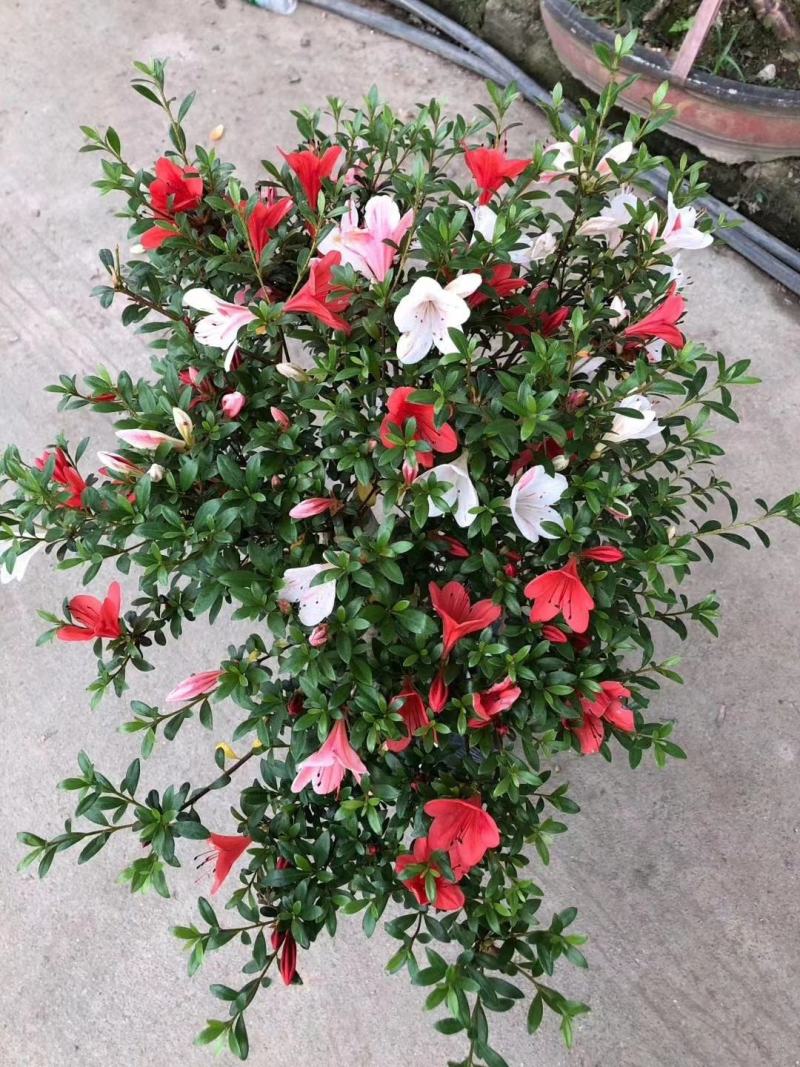 日本皋月小叶五彩夏娟盆栽耐热耐寒带花苞基地自产直销量大