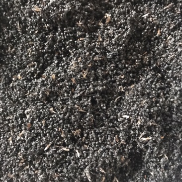 黑蚂蚁规格齐全产地直销