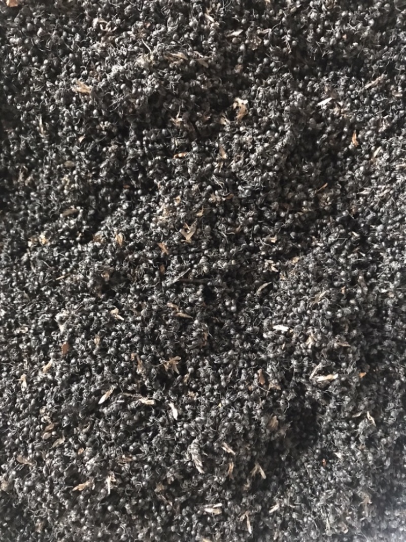 黑蚂蚁规格齐全产地直销
