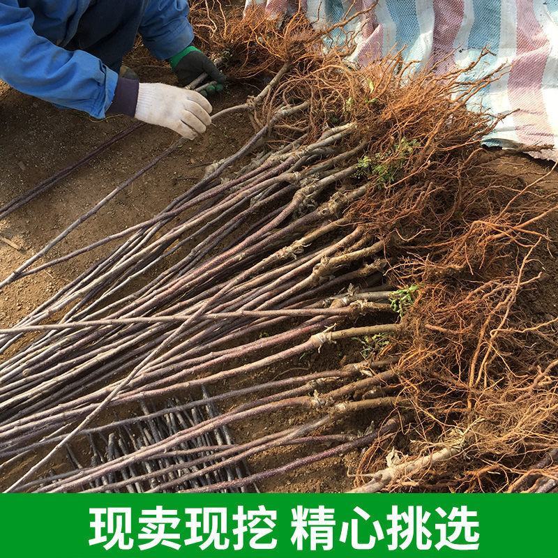 新品种李子苗三华李子嫁接黑布林李子苗产量高易管理技术指导