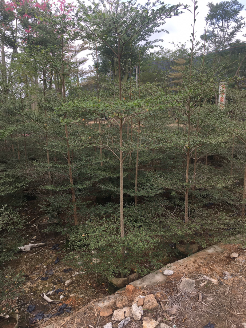 小叶榄仁(细叶榄仁)长期供应各种园林绿化苗木。