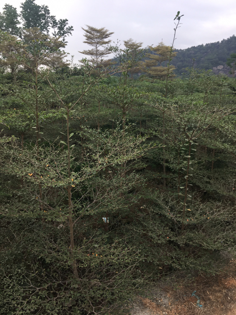 小叶榄仁(细叶榄仁)长期供应各种园林绿化苗木。