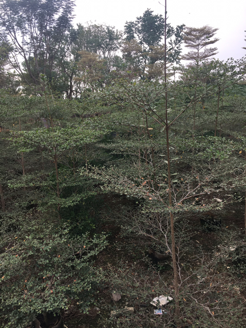 小叶榄仁(细叶榄仁)长期供应各种园林绿化苗木。