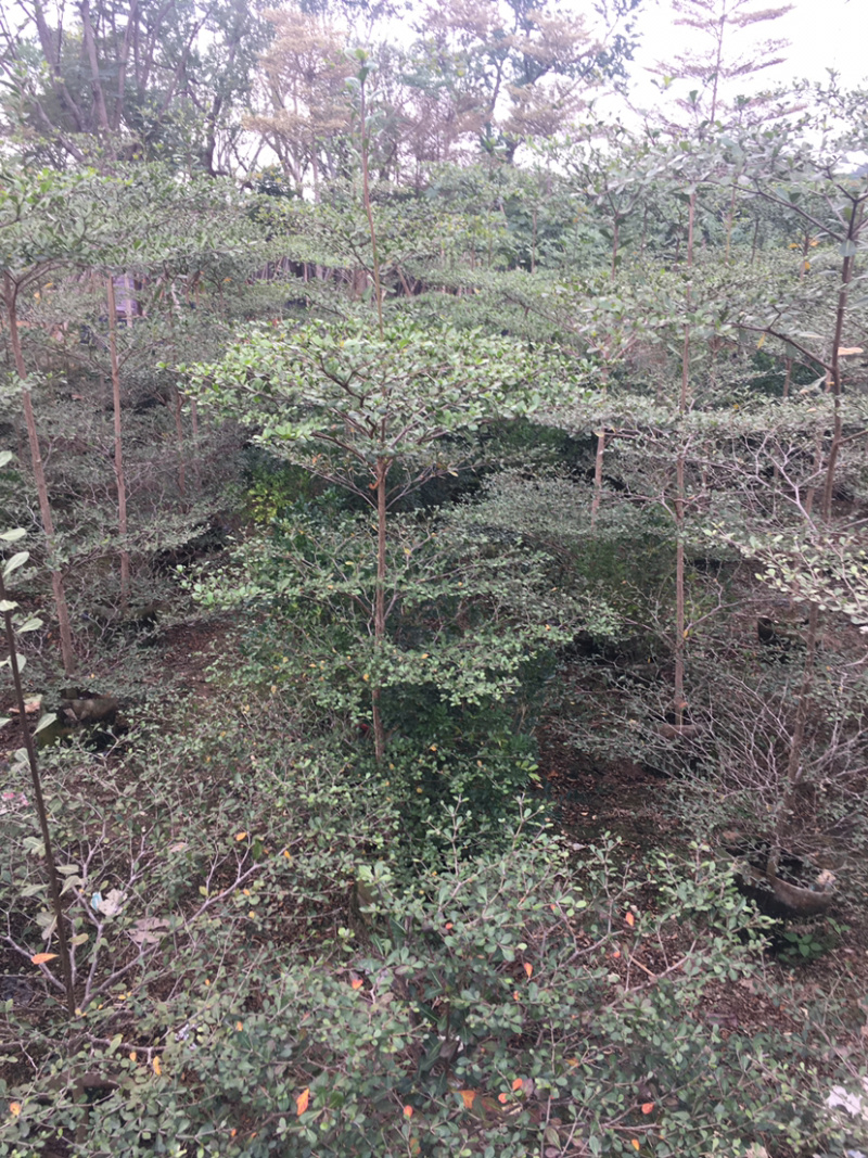 小叶榄仁(细叶榄仁)长期供应各种园林绿化苗木。