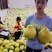 香柚之乡湖南江永，老树柚香甜