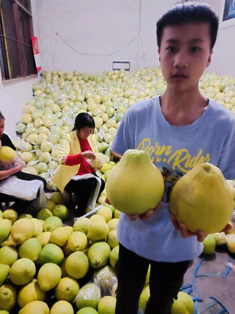 香柚之乡湖南江永，老树柚香甜