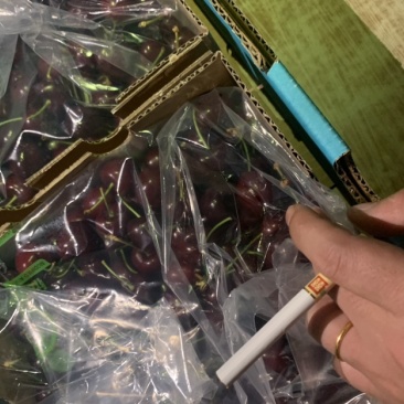 智利车厘子上市广州江南市场