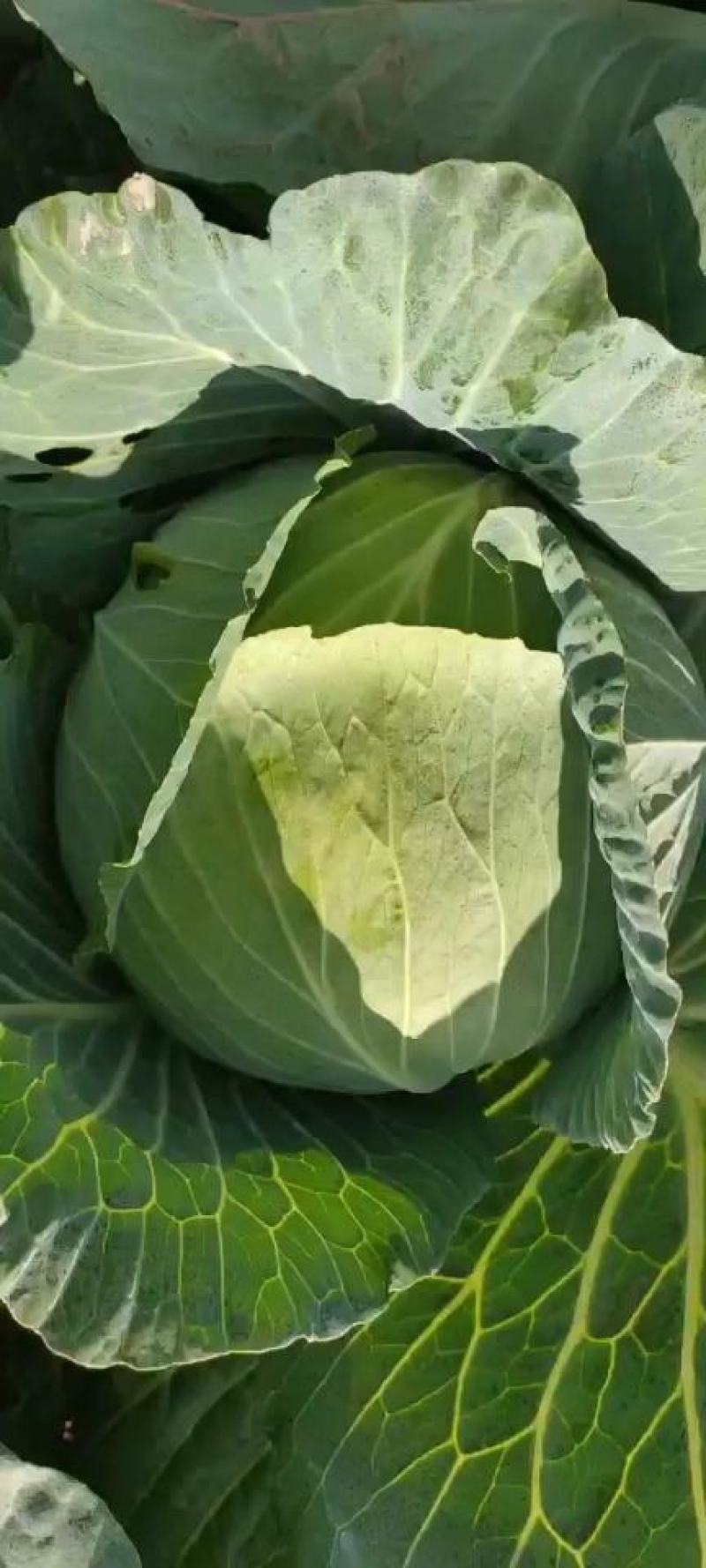 扁包菜大量供应，质量有保障，诚信代办，