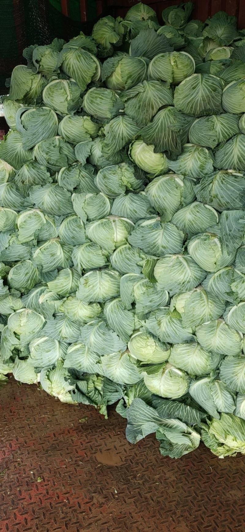 扁包菜大量供应，质量有保障，诚信代办，