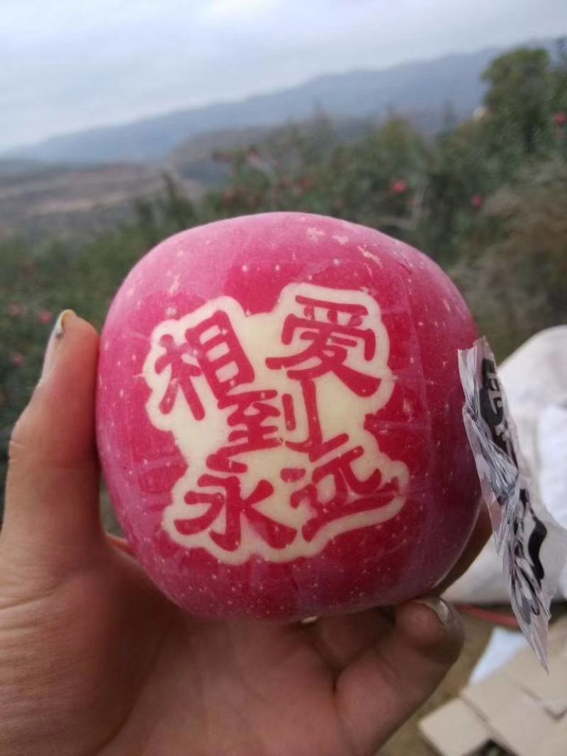 【优选红富士苹果】陕西高山纸袋红富士苹果来电有优惠