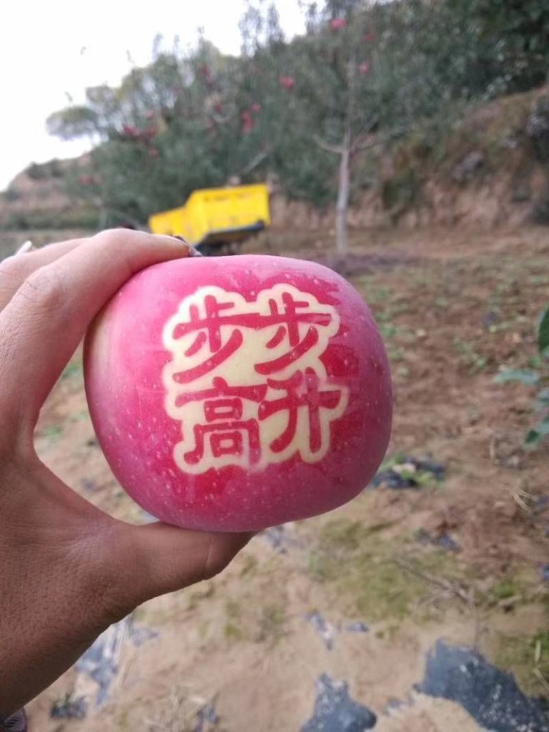 陕西高山纸袋红富士苹果大量上市欢迎各大团队前来产地采购！