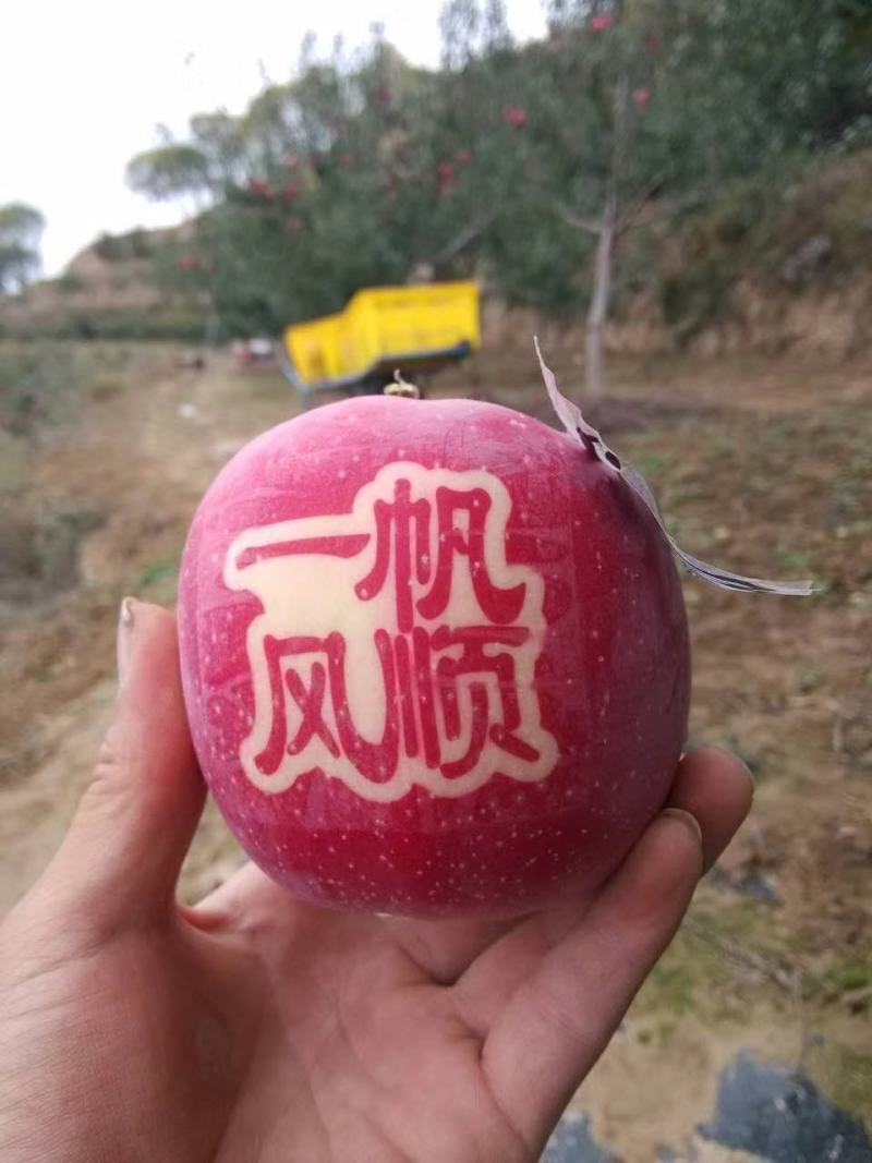 陕西高山纸袋红富士苹果大量出库中，欢迎各大团队前来采购！