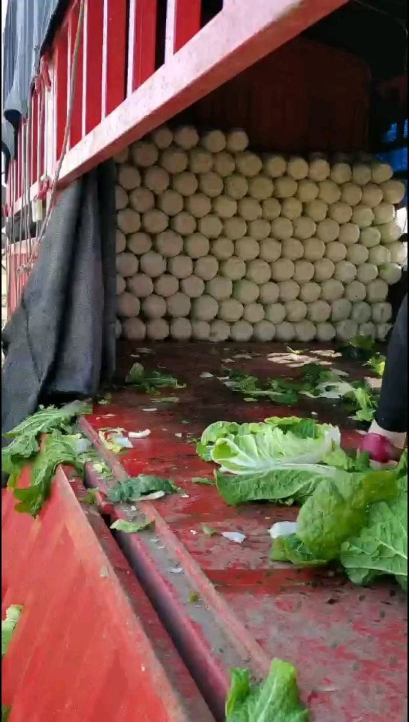 河北黄心白菜玲珑黄，基地直供量大从优品质保障，冷库