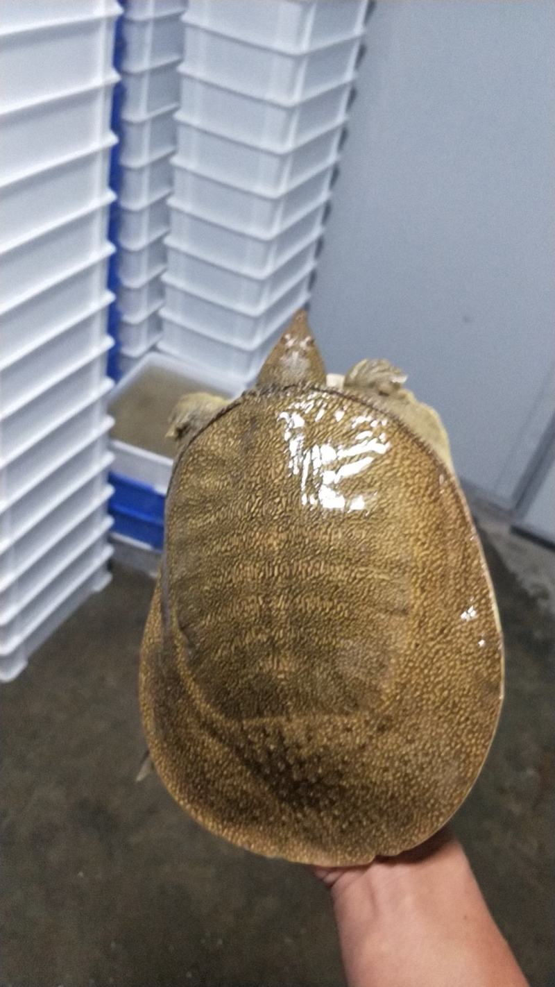 甲鱼批发商。每天都在做，大大小小的规格都有。需要货赶紧联