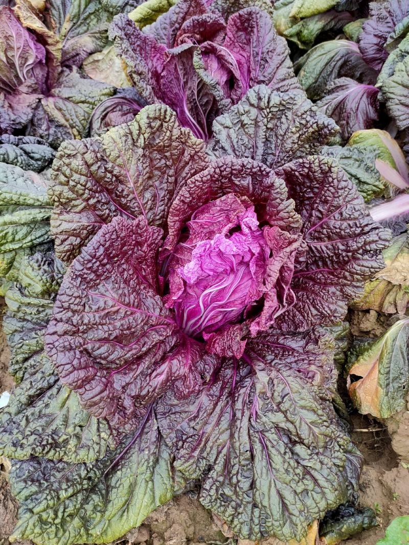 精品紫白菜，紫罗兰大白菜，精品！批发，电商代发！