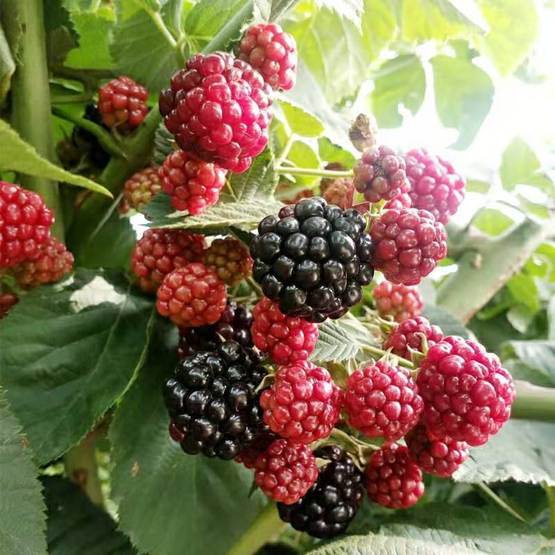 【促销】双季树莓莓红树莓根系发达包成活技术指导售后有保障