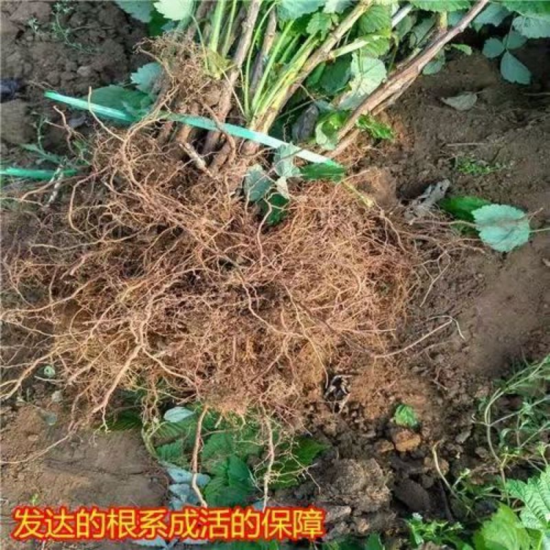 【促销】双季树莓莓红树莓根系发达包成活技术指导售后有保障