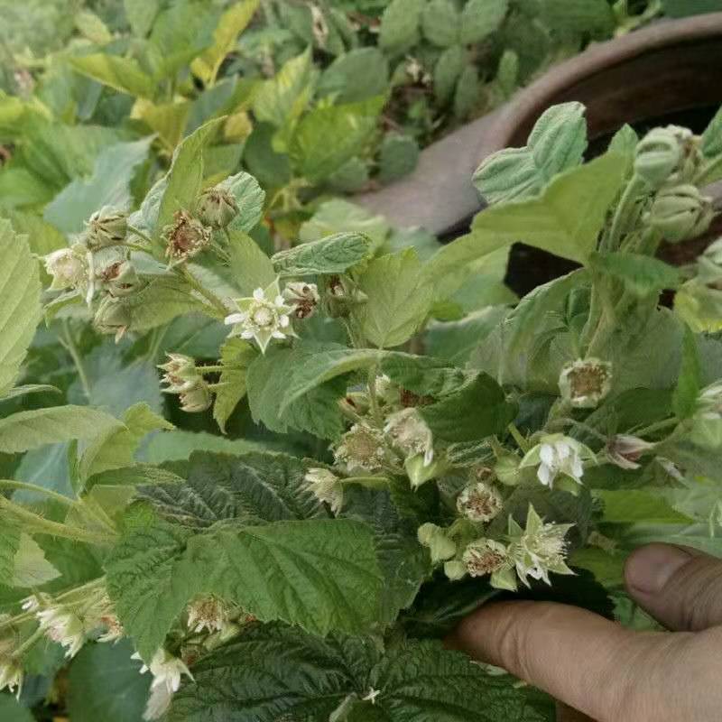 【促销】双季树莓莓红树莓根系发达包成活技术指导售后有保障