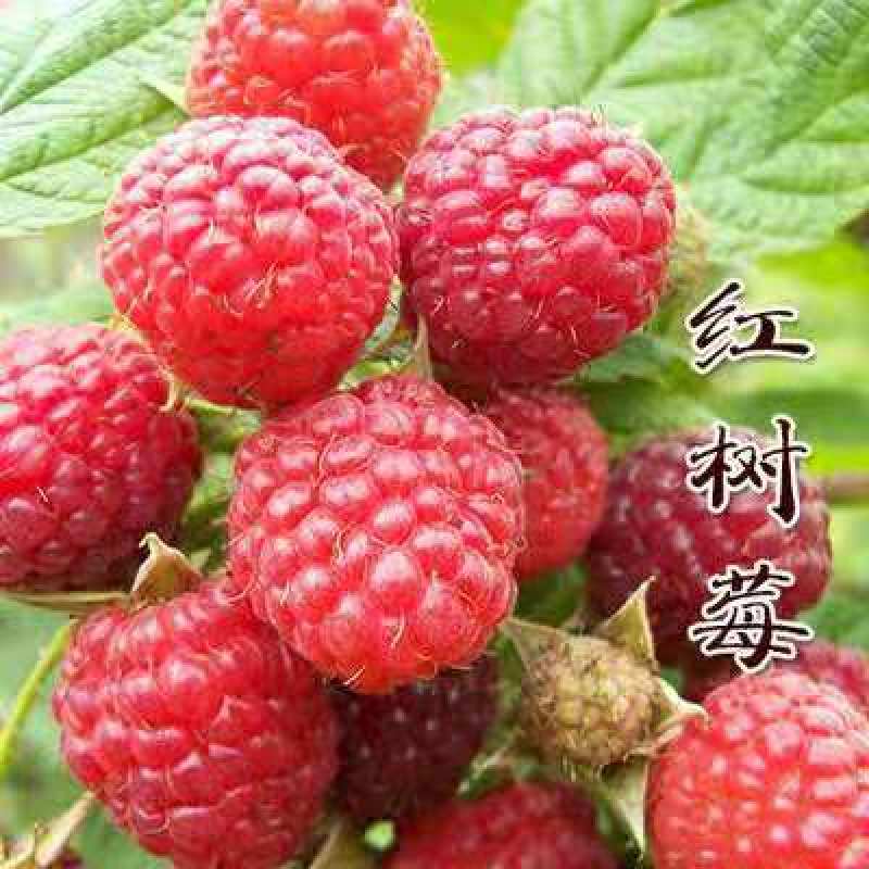 【促销】双季树莓莓红树莓根系发达包成活技术指导售后有保障
