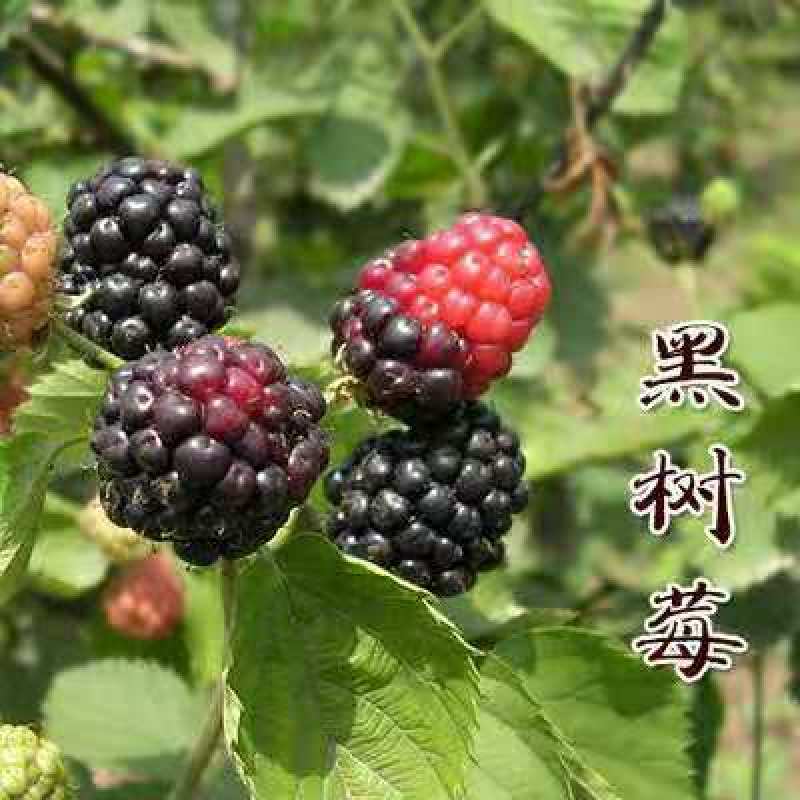 【促销】双季树莓莓红树莓根系发达包成活技术指导售后有保障