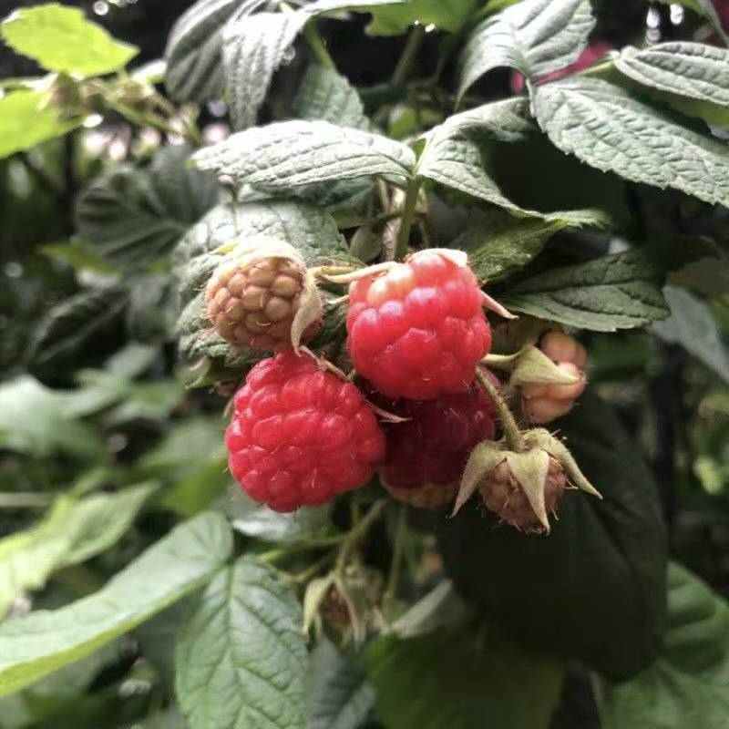 【促销】双季树莓莓红树莓根系发达包成活技术指导售后有保障
